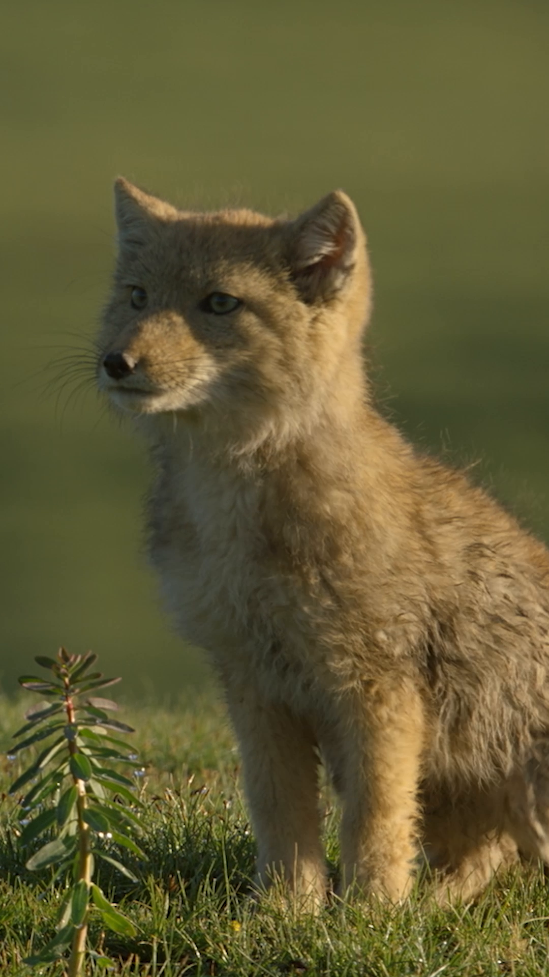 After a very long winter, these Tibetan fox cubs are emerging from their den with energy to burn 🦊🤩 🎥: #TheHiddenKingdomsOfChina