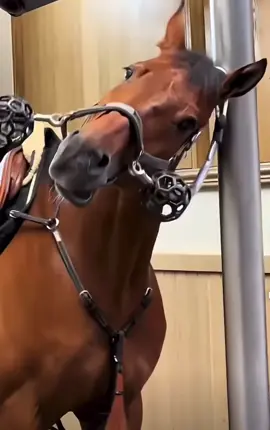 I’m free!!! #horse #funny