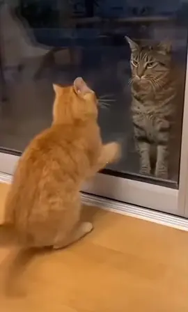 何みてんだやんのか#猫#やんのか#かかってのい #猫のいる暮らし #猫のいる生活 #ねこ