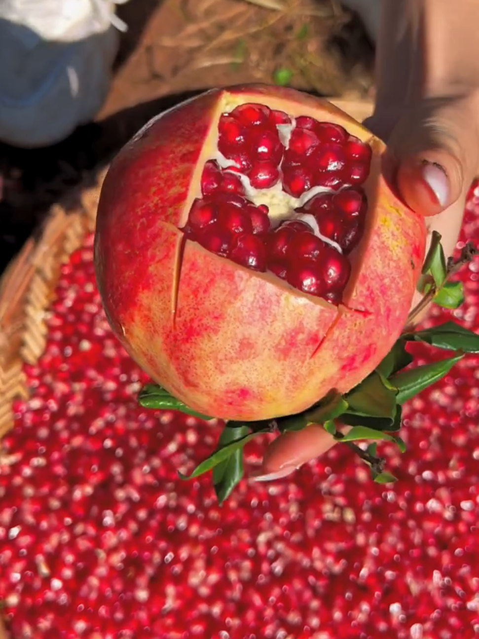 #creatorsearchinsights #pomegranate #grenade #granada #melagrana  wie schneidet man granatapfel richtig