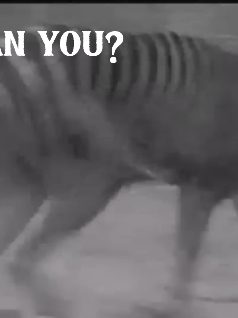 Can you find me?  #dragpath #twentyonepilots #pufferfishedit #thylacine