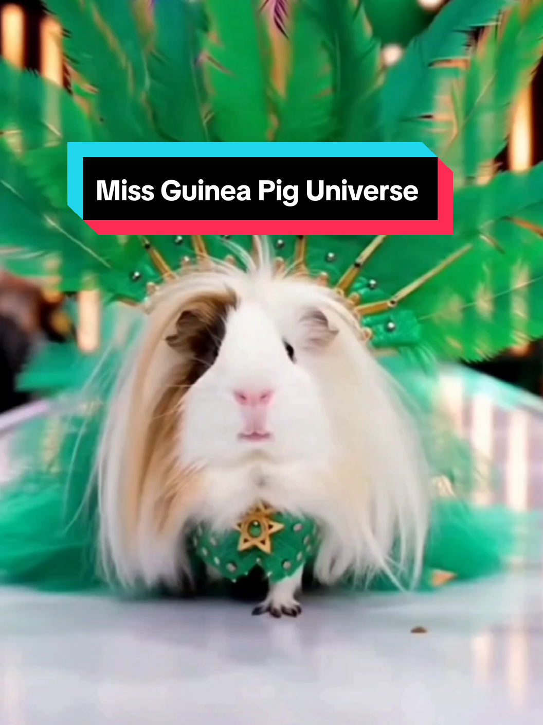 Miss Guinea Pig Universe Part 1 #guineapigsoftiktok #cavylover #guineapig #sora #missuniverse 