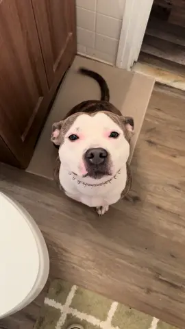 She is so pretty #pitbullsoftiktok #dogsoftiktok 