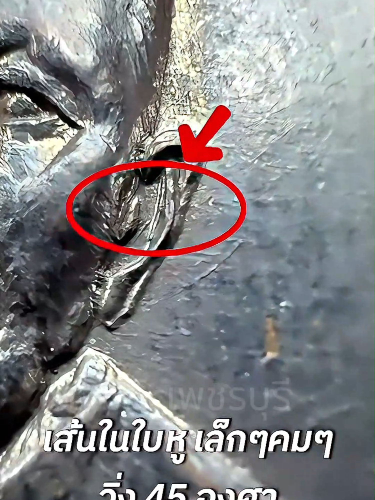 พามาชมเหรียญรุ่นแรกหลวงพ่อแดง วัดเขาบันไดอิฐ รุ่นแรก กับจุดที่เซียนไม่ยอมบอก ( ด.บั้งไม้ตาย ) #แบ่งปันความรู้ #เหรียญหน้าซ้อน #วัดเขาบันไดอิฐ #หลวงพ่อแดงวัดเขาบันไดอิฐ #พระเครื่อง #พระเครื่องเมืองไทย #เจมส์เพชรบุรี #ศึกษาก่อนสะสม #หลวงพ่อแดง #เพชรบุรี #รุ่นแรก #พระครูญาณวิลาศ