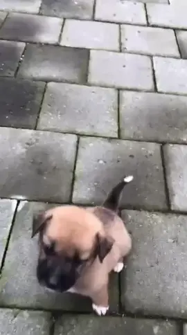 🗣️: malah datangnya bogy😍tapi sayangnya udah jln jauh sekali🕊️🥺#fypシ #anjinglucu #promomakanharian 