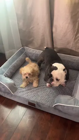 It’s party, apparently #dogs #funnydogs #puppy 