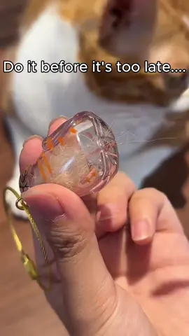 Best Christmas gift for your pet🫡#keepsake #petmemorial #cat #catsoftiktok #catlover 