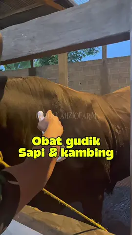Obat gudik sapi & kambing #obatgudiksapi #obatgudik #peternaksapi #kandangbangdika #berkahziofarm 