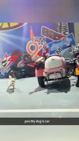 Try not to laugh when you watch 😂😂😂 #funny #dog #animals #funnyvideos #cat 