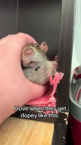 Baker and Ursula 🧡💜 #ratlove #rat #fancyrat #ratsarecute #rattiesoftiktok 