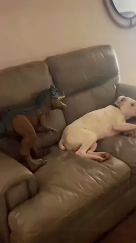 Try not to laugh 😂😂😂 #animals #dog #cat #haha #dogslovers 