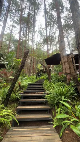 Rừng Thông Mơ #xuhuong #nhacxuhuong #nhactamtrang #nhacchill #rungthongmo 