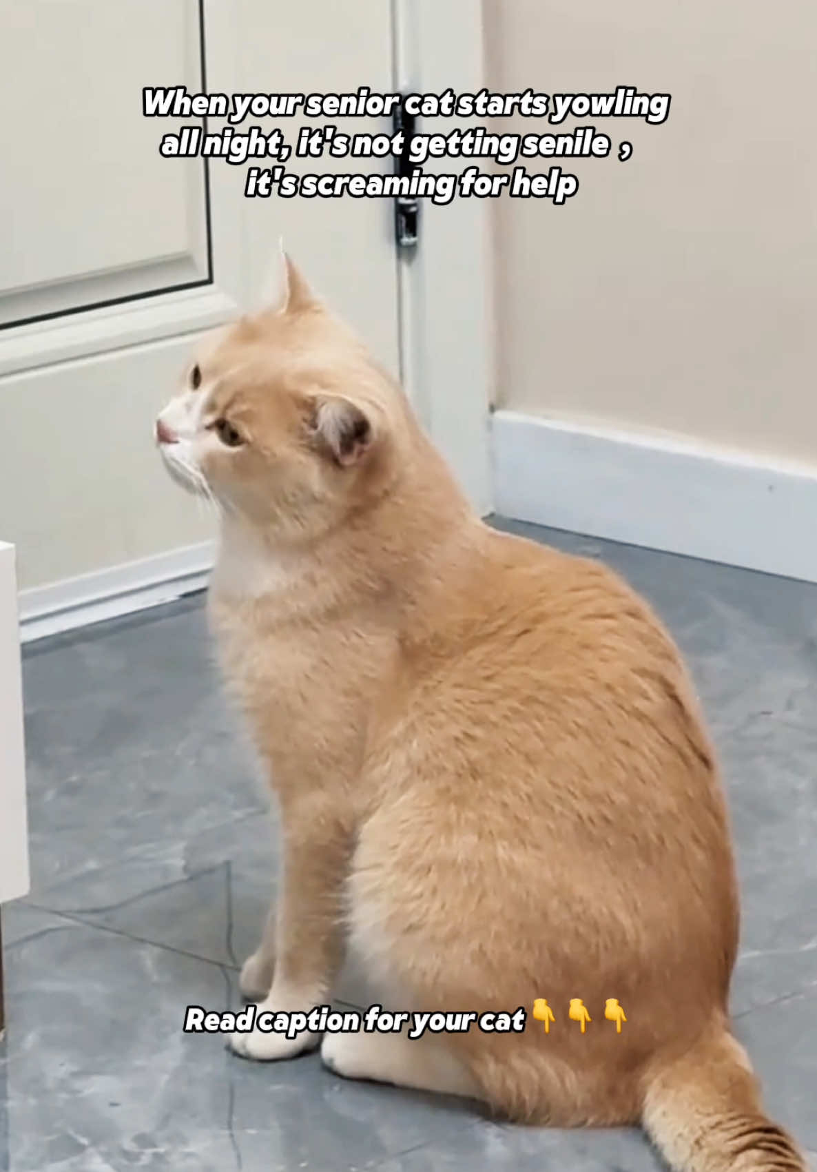 When your senior cat starts yowling all night, it’s not “getting senile.” It’s screaming for help. 😰 Senior cats don’t just “develop attitude problems” or “become cranky with age.” If your older cat suddenly starts: • Yowling at night • Seeming confused or disoriented • Avoiding favorite spots • Changes in litter box habits • Increased hiding or clinginess This isn’t normal aging - it’s medical emergency territory. Night yowling in senior cats often indicates: • High blood pressure (hypertension) • Kidney disease progression • Arthritis pain that’s worse at night • Cognitive dysfunction • Hyperthyroidism The heartbreaking truth? Many owners wait months thinking “they’re just getting old.” By then, treatable conditions have progressed to critical stages. Senior cats need immediate veterinary attention for sudden behavior changes. What works: • Complete blood panel • Blood pressure check • Kidney function tests • Thyroid level testing • Pain assessment Early intervention can add years to their life and eliminate their suffering. Don’t let “they’re old” be the diagnosis.#catlife #catcare #Petknowledge #PetHealth #catlover #catsoftiktok #felinefriends #CatKnowledgeSharing