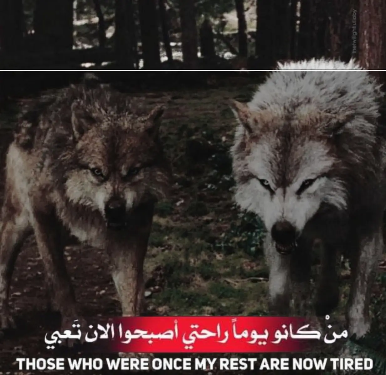 من كـانو😈🔥🖐️ #عبارتكم_الفخمه🦋🖤🖇 #تصميمي #اكسبلور #تصميم_القياده😉🔥 