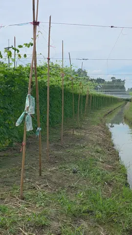 ค้างกว้าง 6.00 ม.#แก็งหนูทำได้  ที่ อ.นครชัยศรี จ.นครปฐม #ปลูกมะระจีนยังไงให้ดกลดปัญหาไวรัสยอดแข็งยอดแหลมยอดไอ้โต้ง  #มิสเตอร์จ้าวไก่  #tiktokป้ายยาเกษตรชาวสวน  #เทรนวันนี้ 