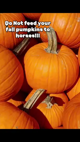 #horses #fall #pumpkins 