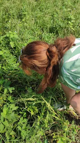 suatu kebahagiaan tersendiri buat para bule² ketika bisa melihat dan ikut panen kacang tanah, karena yang mereka tahu kacang tanah itu di petik di pohon🤣🤣🤣 #idguideandtransport  #prambananheritagecyclingtour  #prambanancyclingtour  #netherlands  #wonderlandindonesia 