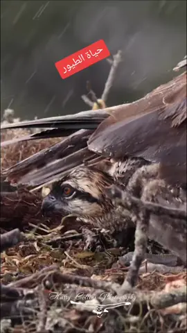 الحياه البريه#