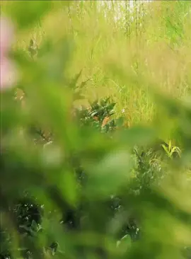 Part 8#fyp #lion #wildlife #animalsworld #foryoupage 