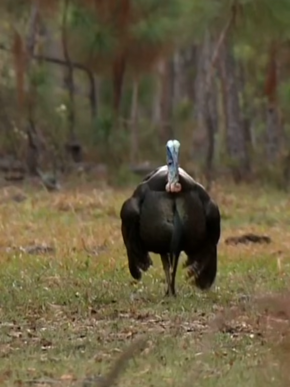 #fyp #foryou #hunting #Lifestyle #turkeyhunting #viral #trending #hellospring #turkeytok