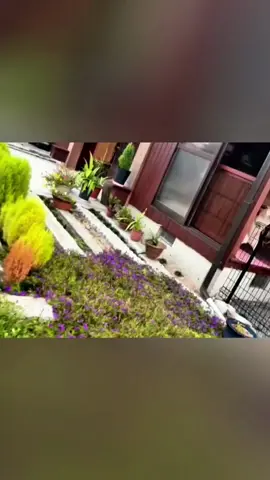 Their bodies are not perfect but their love is perfect #dog #dogsoftiktok #pet #funny #dogandbaby 