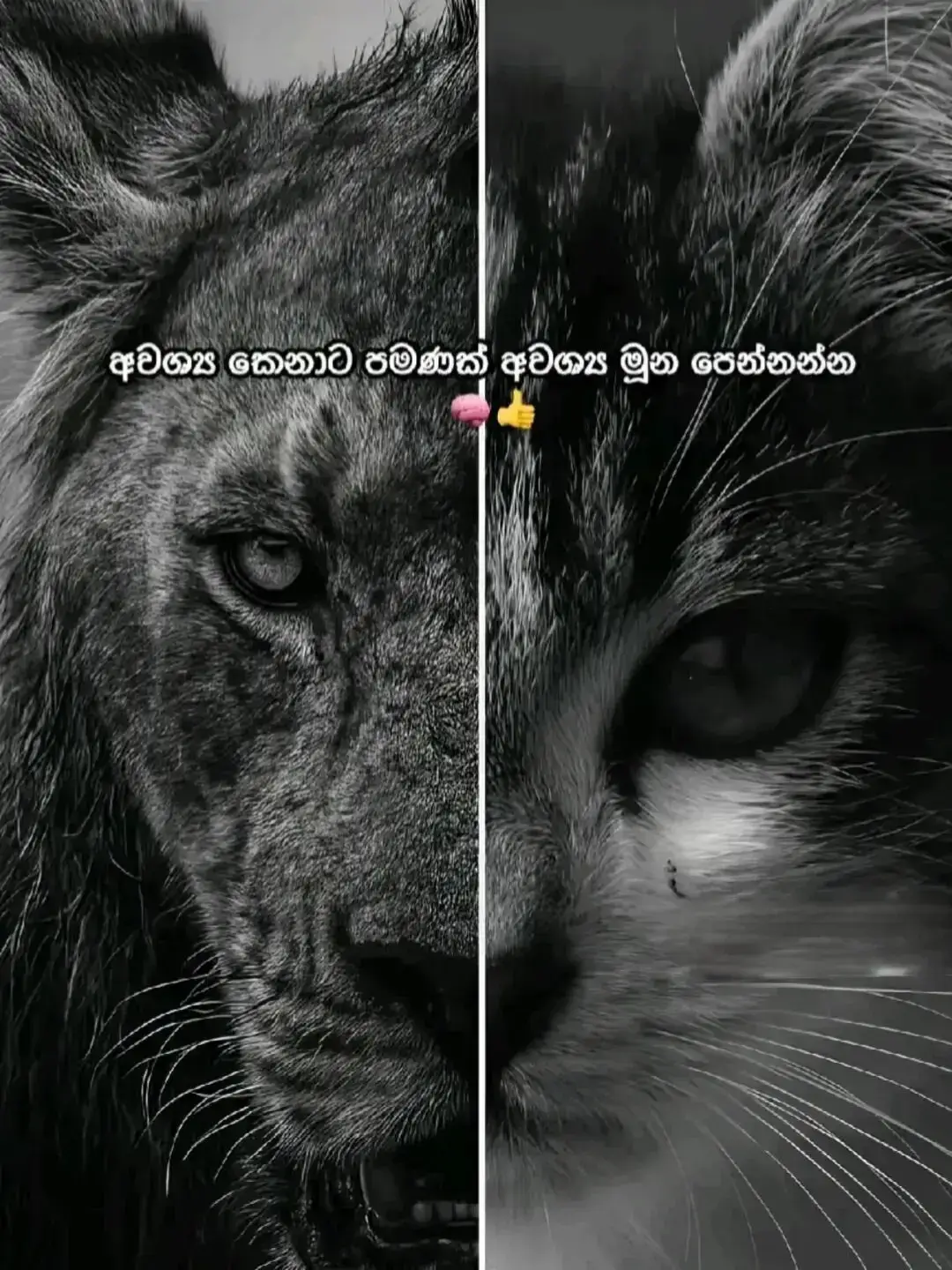 🧠❕️🫆 #fyp #goviral #fypシ゚viral #foryoupage #madu  @𝐌𝐨𝐯𝐢𝐝𝐮 𝐂𝐡𝐚𝐦𝐚𝐭𝐡🧃 @𝙆 𝘼 𝙒 𝙀 𝙀 🦅 @𝓣𝓱𝓮_𝓤𝓿𝓲𝓷𝓓𝓾 ☁️ 