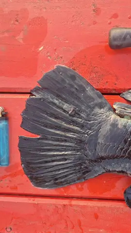 tau2 mau weekend aja ini. #wadukjatiluhur #toman #castingtoman 