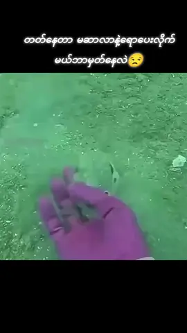 #animals #alightmotion_edit #1billionviews 