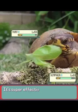 Pokémonedits #fyp #viral #funny #pokemon #foryoupage 