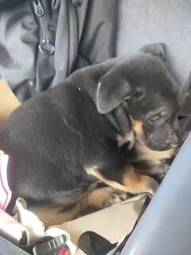 Calon Operator masa depan😂😂😂#torajasulawesiselatan #fyp #tambangbatubara 