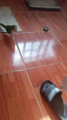 haciendo nido #cotorrasargentinas #aves #fyp 