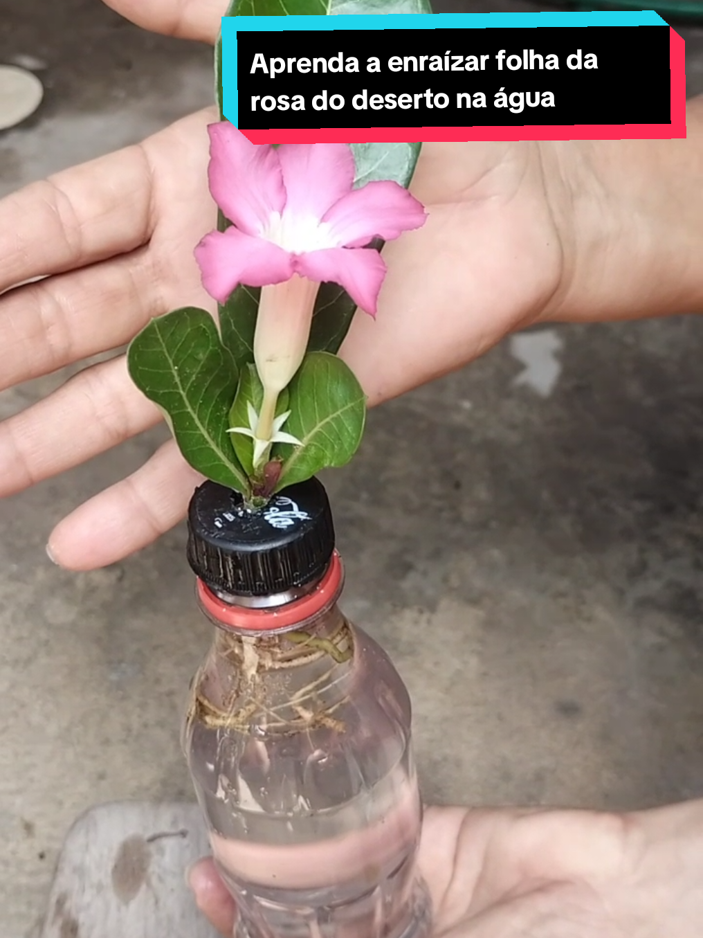 Aprenda a enraízar folha da rosa do deserto na água #rosadodeserto #viraliza 