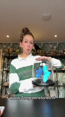 Nieuwe voorraad online! #webshop #vlinders #taxidermy #edelstenen 