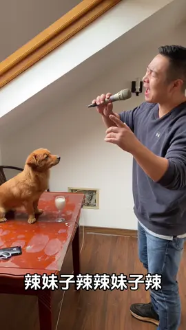 Bài gì đây mọi người nhỉ #dogs #puppy #fyp #viralvideo #xuhuongtiktok 