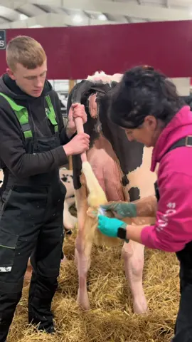 𝐎𝐍𝐋𝐘 𝟓 𝐖𝐄𝐄𝐊𝐒 𝐓𝐎 𝐆𝐎!🎉 It’s all in the preparation - How will you be prepping for the big day?🪣🚿 📅 Entries close Friday 14th December — don’t miss your chance to be part of Northern Ireland’s premier dairy event! #RUAS #RUASWinterFair #DanskeBankUK #DairyFarming @Danske Bank UK 