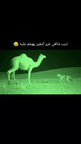ذيب مالقى غير البعير يهجم عليه 😂 #بعير #ذيب #برية 