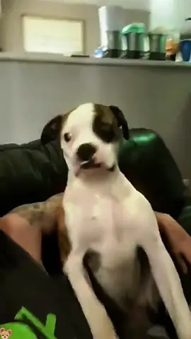 Funny dogs #funny #dog #fyp #pet #animals 
