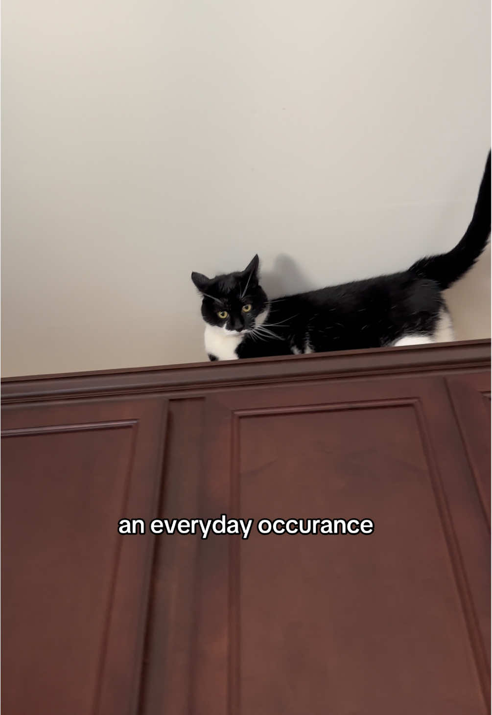 freaky girl #catsoftiktok #funnycat #catlover #catmom #weirdpets 