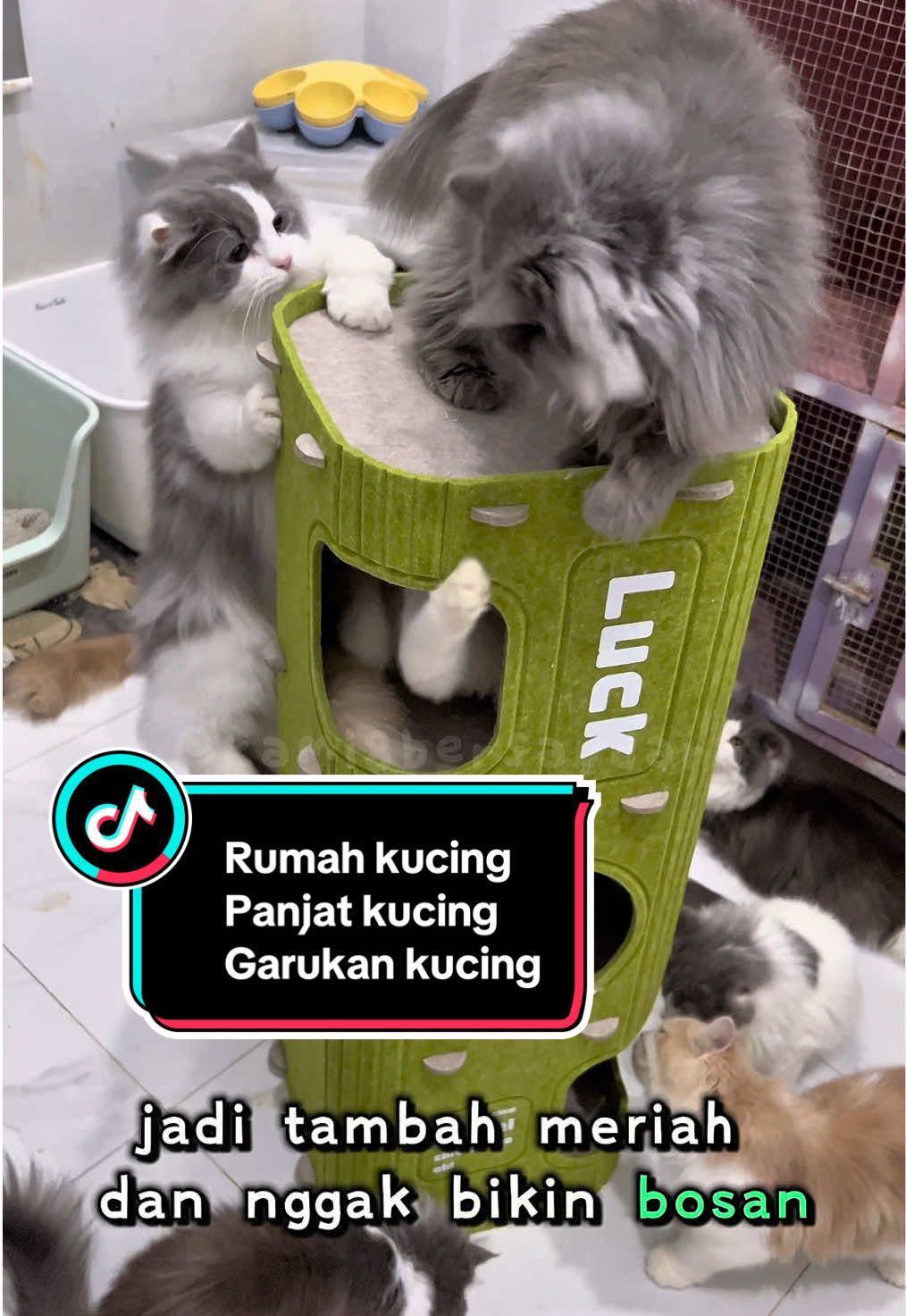 Dari dulu pengen beli ini tapi mahal banget ey sekarang di keranjang kuning cuma 100rb an #rumahkucing #panjatkucing #pohonkucing #papangarukkucing 
