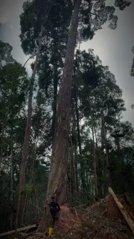 #pesonaopratorchainsw #timberboy #gengbalak #fyptiktokviralシ 