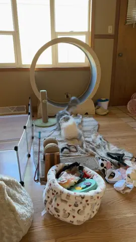 WHY IS EVERYONE FIGHTING NOW! Sadruke is turning into Baby Aslan 😭😭😭 as if I did not have enough on my plate already 🙂‍↕️🙂‍↕️🙂‍↕️NOW EVERYONE WANTS TO FIGHT. I better go clean the house and take care of the pets and start the day now. Hopefully they stay out of trouble till all the cleaning is done 😭😭😭😭 #aslan #mainecoon #catsoftiktok #petlovers #catlovers 