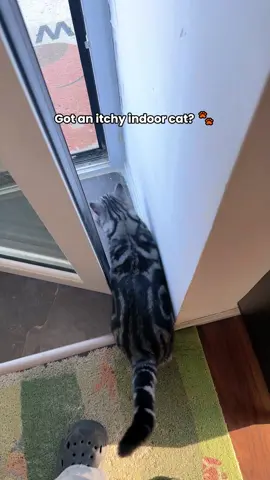 Did you know your cat gets itchy too#spraycomb  #catcomb   #catpick  #catlove   