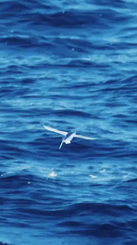 #keşfet @🏇✯𝐀𝐠𝐚𝐲𝐞𝐯✯🦅 