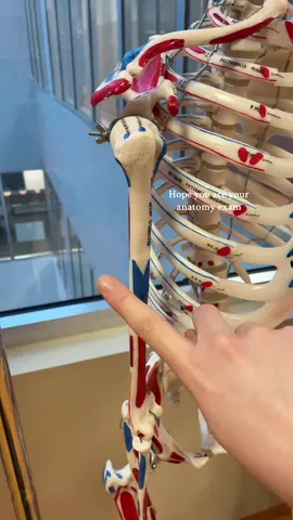 ✨BONE ANATOMY🦴 #anatomy#anatomyexam#nursestudent#medicinestudent#foryou