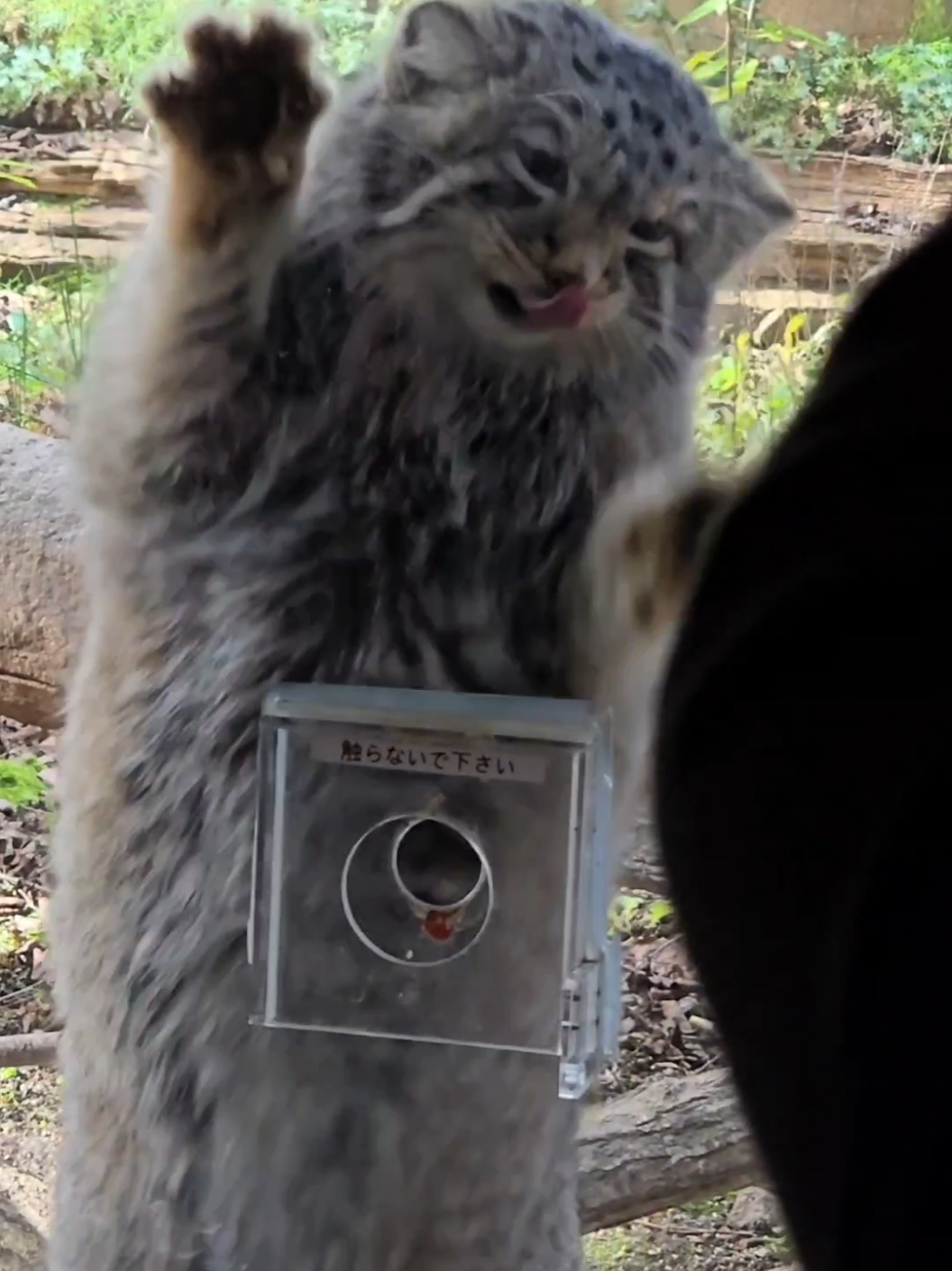 おやつ <追記>この子はナゴムくんと言って那須どうぶつ王国で飼育されているマヌルネコです。おやつの時はガラスに大人しく両足をついて食べる個体が多いのですが、ナゴムくんはこのように高速カリカリをしておやつを食べます。普段は大人しい子なのでギャップが可愛いのです[flushed]因みに飼育員さんはこの時お腹を見て健康状態を確認しています。 #マヌルネコ #cat  #pallas #manulife  #那須どうぶつ王国 