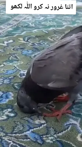 #CapCut #اک عاشق نوں جد پوچھیا جے رب آکھے تے کی منگے جواب وچ اوس فرمایا زیارت مصطفیٰ دی اے #اللھم_صل_علی_محمد_و_آل_محمد #🕋🕋❤❤ماشاءاللّٰه_سبحان_اللّٰه_💖الحمدللّٰه #foryoupage 