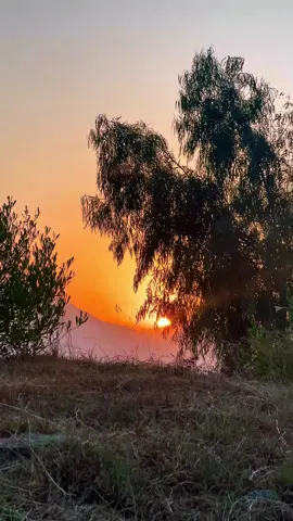 🌸🌲#fyp #foryoupage 