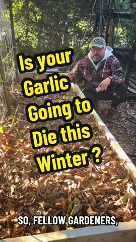 Is all your garlic going to die in the winter? Growing garlic in the fall and winter.  Garlic tips.#gardening #garlic #planting #gardening101 #gardentips 