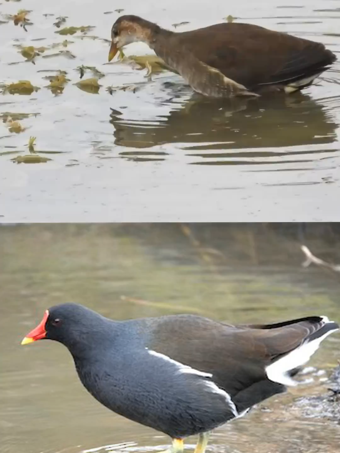 trich ha19#trichre #tiengtrich