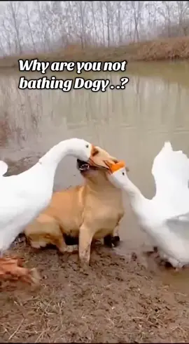 #goose #bathes #dog #funny #video #viralvideo #funnyvideos #foryoupage #trending #viral #foryou #sora #ai #sora2 #aivideo #duckvsdog #bath #PetsOfTikTok #plzviral🥺🥺🙏🙏foryoupage #fyp #creatorsearchinsight 